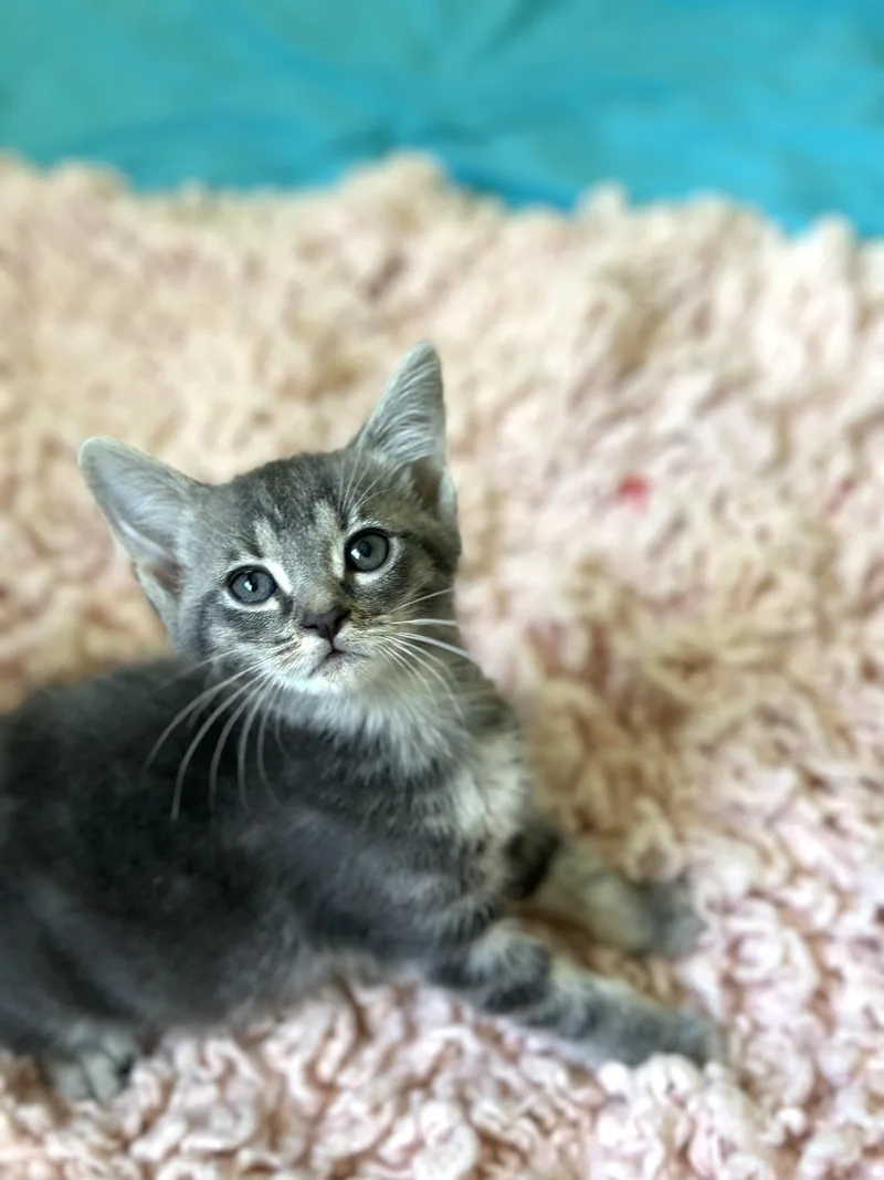 Dali Weeks Old thumbnail 2
