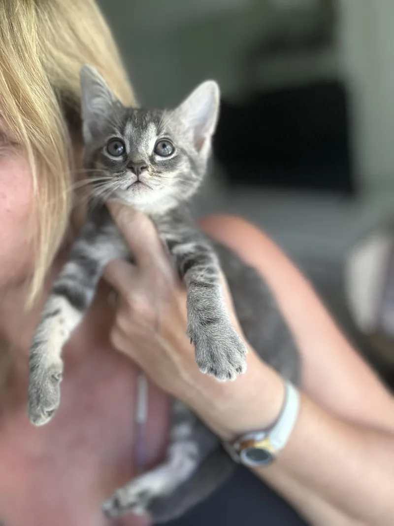 Dali Weeks Old thumbnail 3