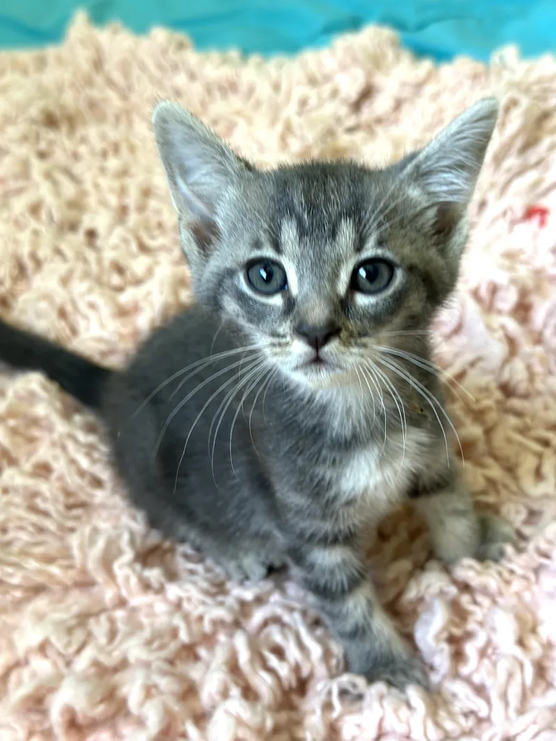 Dali Weeks Old thumbnail 4