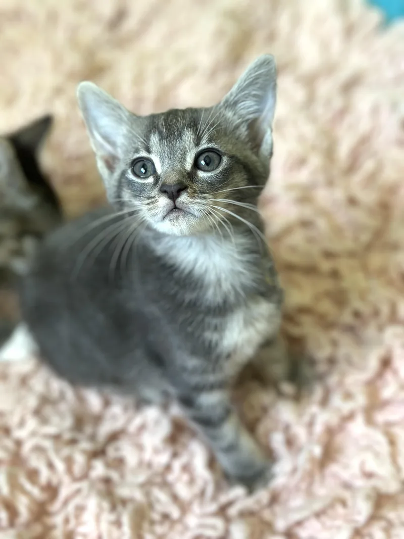 Dali Weeks Old thumbnail 5