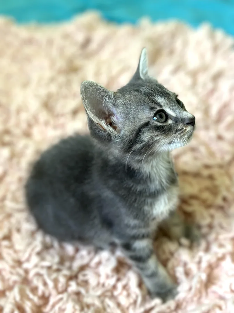 Dali Weeks Old thumbnail 6