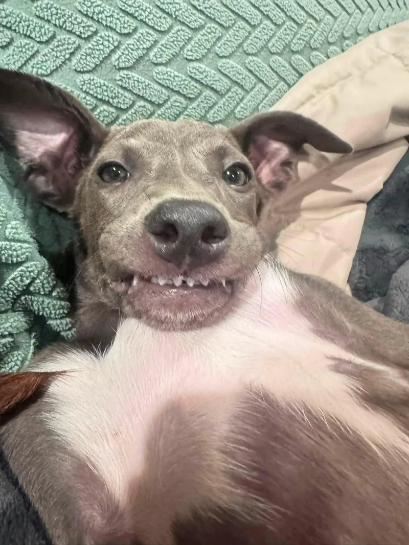 A young medium-sized female Terrier dog named Minnie for adoption in Greenville, SC