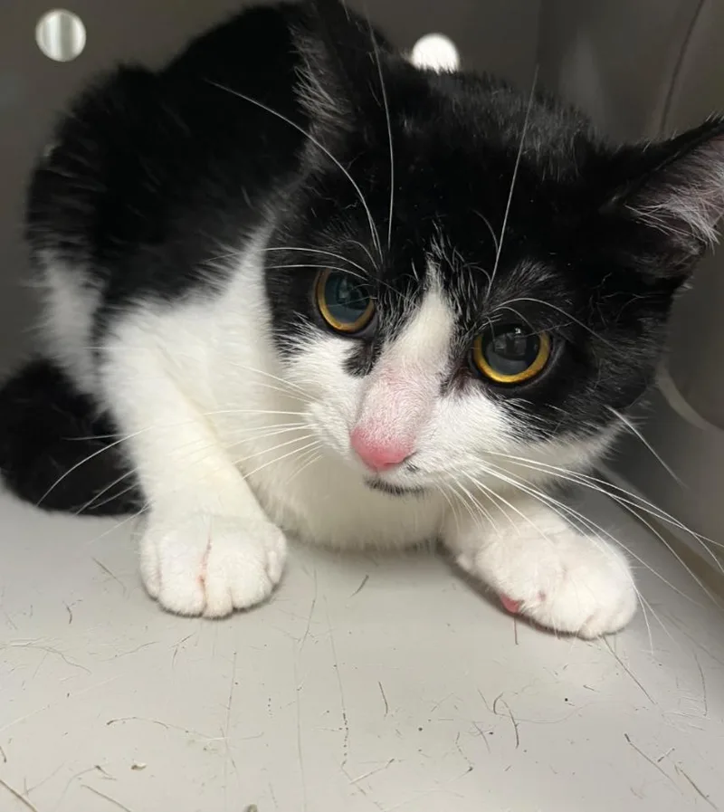 A young large-sized female American Shorthair cat named Sylvie for adoption in Greenfield, IN