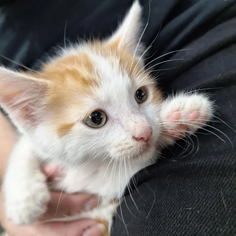A baby small-sized male Domestic Short Hair cat named Twinkie for adoption in Clarinda, IA
