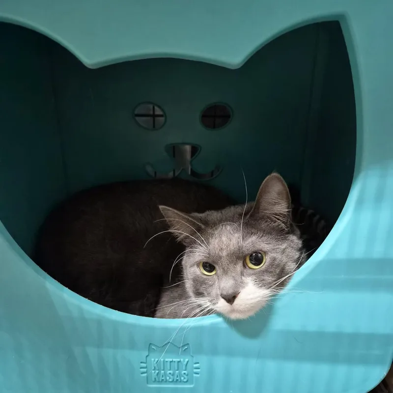 A young medium-sized male Gray & White Domestic Short Hair cat named Rocket for adoption in Bellmawr, NJ