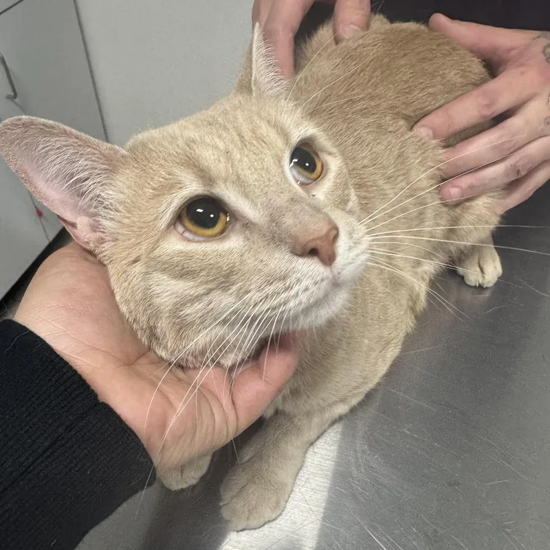 An adult small-sized female Cream / Ivory Domestic Short Hair cat named Nena for adoption in Newark, NJ