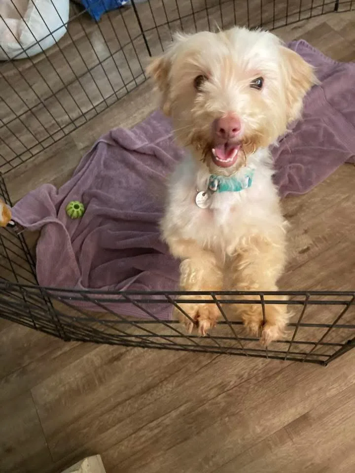 An adult small-sized male White / Cream Maltese dog named Chad for adoption in Sonora, CA