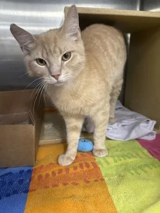 An adult medium-sized male Domestic Short Hair cat named Pie for adoption in West Chester, PA