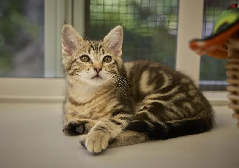 A baby medium-sized male Domestic Short Hair cat named Benny for adoption in Santa Barbara, CA