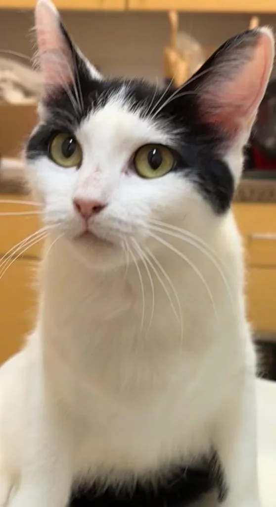 A young small-sized female Domestic Short Hair cat named Maribel for adoption in Elizabethton, TN