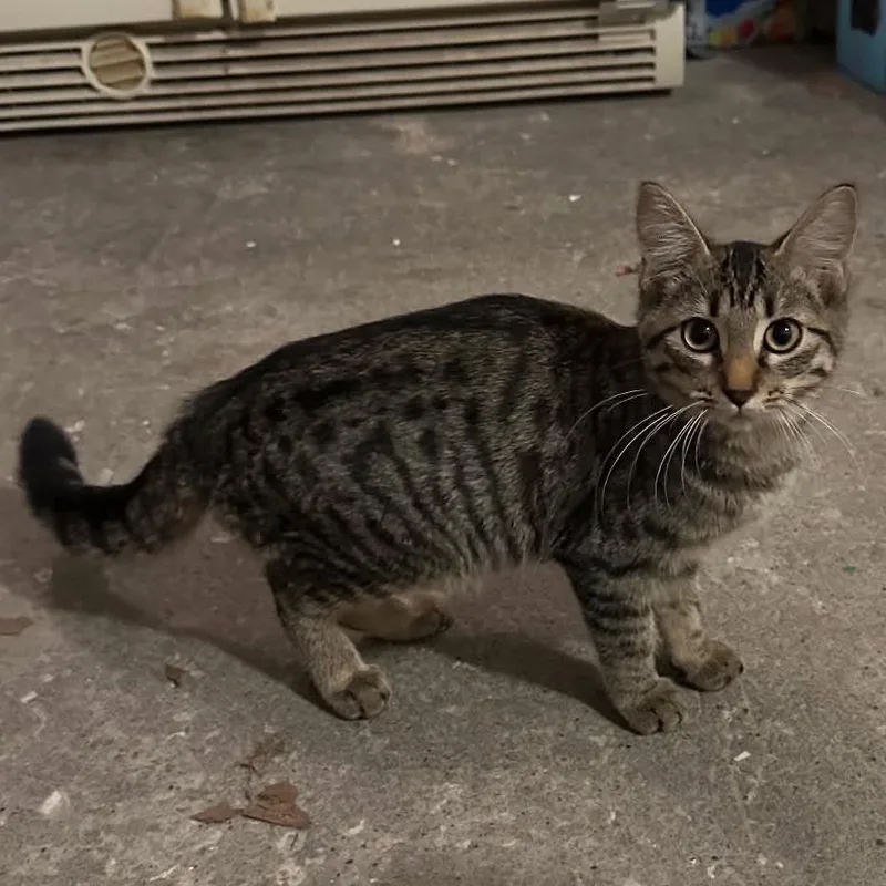 A young small-sized female Brown / Chocolate Domestic Short Hair cat named Ravioli for adoption in Edwardsville, IL
