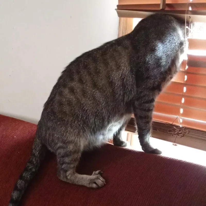 A young medium-sized female Domestic Medium Hair cat named Zora for adoption in Asheville, NC