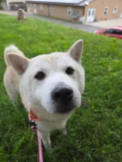 An adult small-sized male Shiba Inu dog named Ninetails for adoption in Bloomsburg, PA