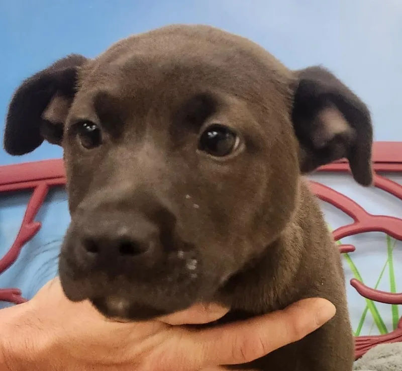 A baby large-sized female Labrador Retriever dog named Gigi for adoption in Little Rock, AR