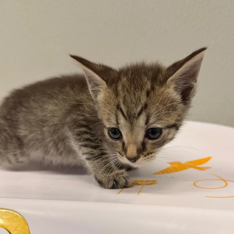 A baby small-sized female Gray / Blue / Silver Domestic Short Hair cat named Roxy for adoption in Clearwater, FL