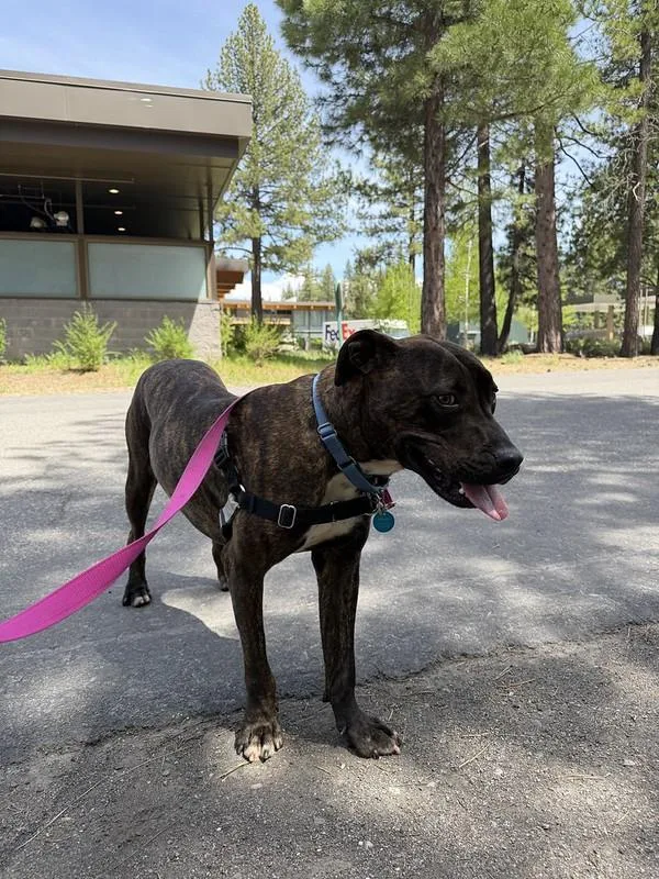 A young medium-sized male Mixed Breed dog named Zack for adoption in Truckee, CA