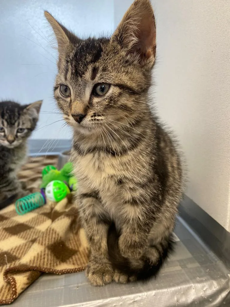 A baby medium-sized male Domestic Short Hair cat named Delphinium for adoption in Van Wert, OH