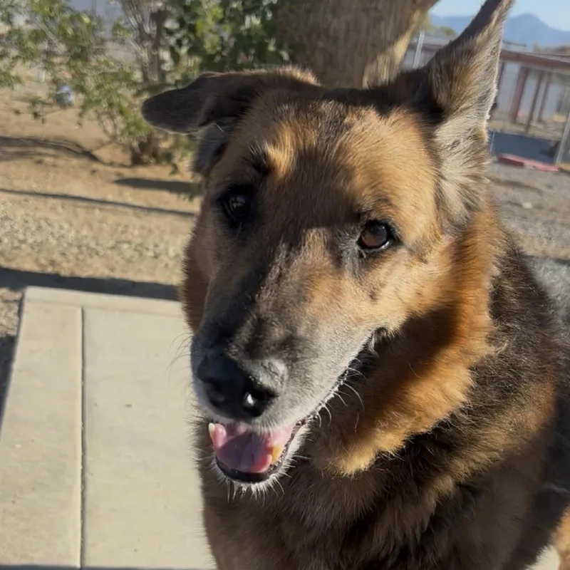 A senior large-sized female German Shepherd Dog dog named Raven for adoption in Pahrump, NV