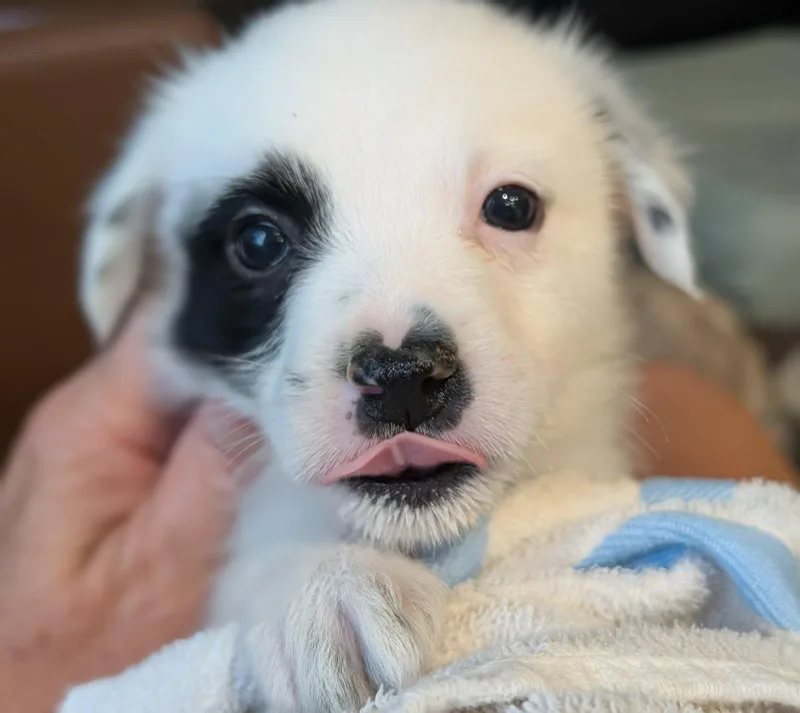 A baby medium-sized female White / Cream Great Pyrenees dog named Reason for adoption in Kiowa, OK
