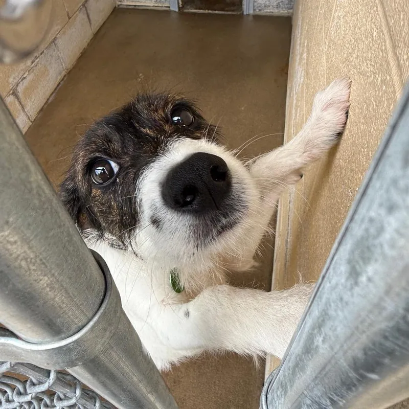 A baby small-sized female Brown / Chocolate Rat Terrier dog named Chloe for adoption in Waldorf, MD