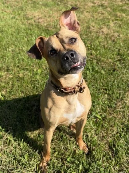 An adult medium-sized male Pit Bull Terrier dog named Major for adoption in Jefferson, WI