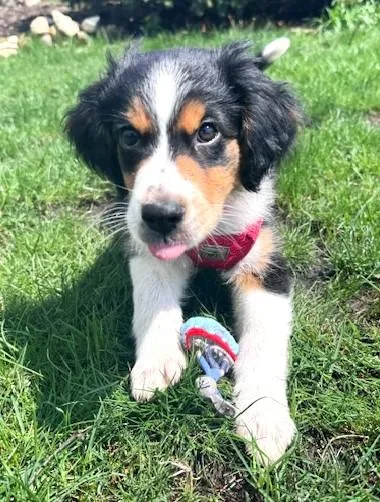 A baby medium-sized female Spaniel dog named Rhianna for adoption in Palatine, IL