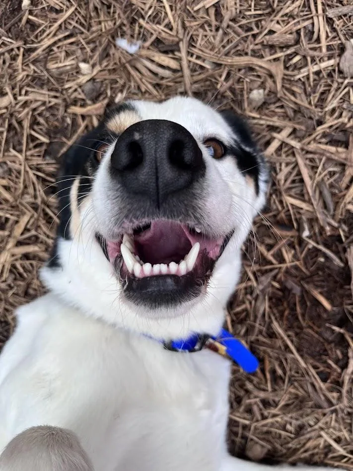 Sullivan A thumbnail 2