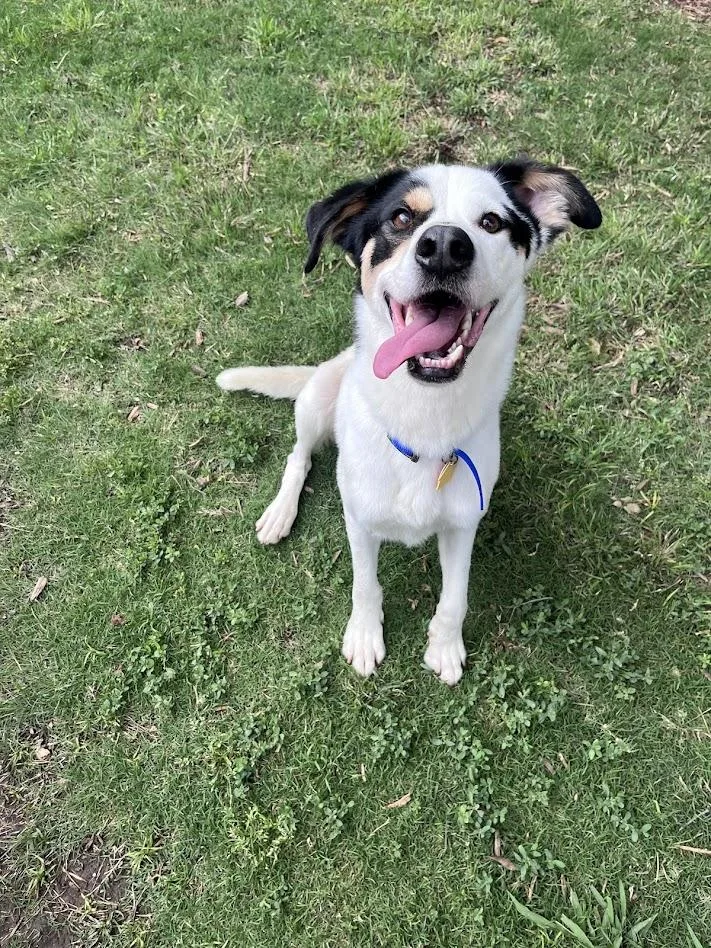 Sullivan A thumbnail 3