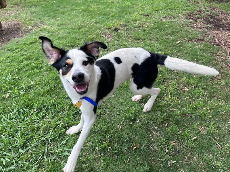 Sullivan A thumbnail 4