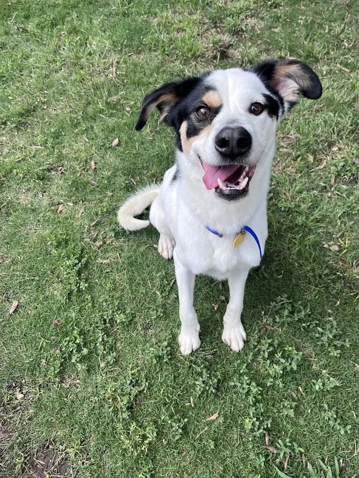 Sullivan A thumbnail 5