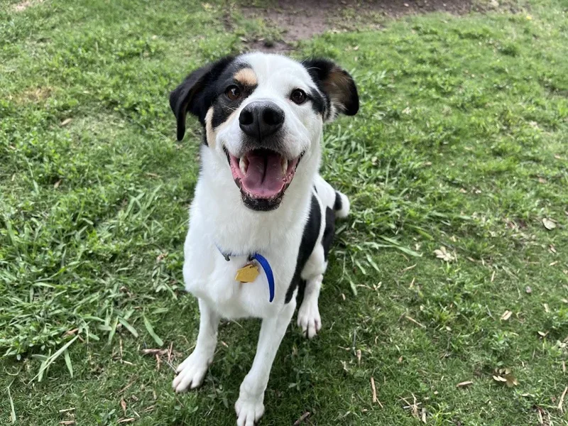 An adult medium-sized male Catahoula Leopard Dog dog named Sullivan A for adoption in Plano, TX