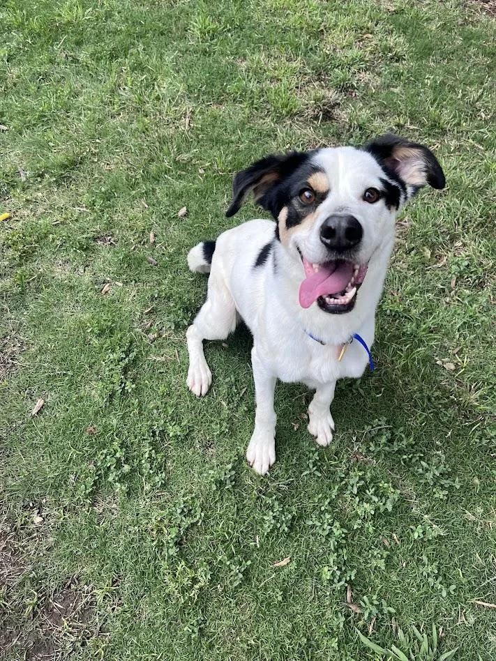 Sullivan A thumbnail 6