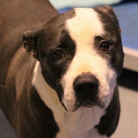 An adult large-sized female Black Pit Bull Terrier dog named Panda for adoption in Fredericksburg, VA