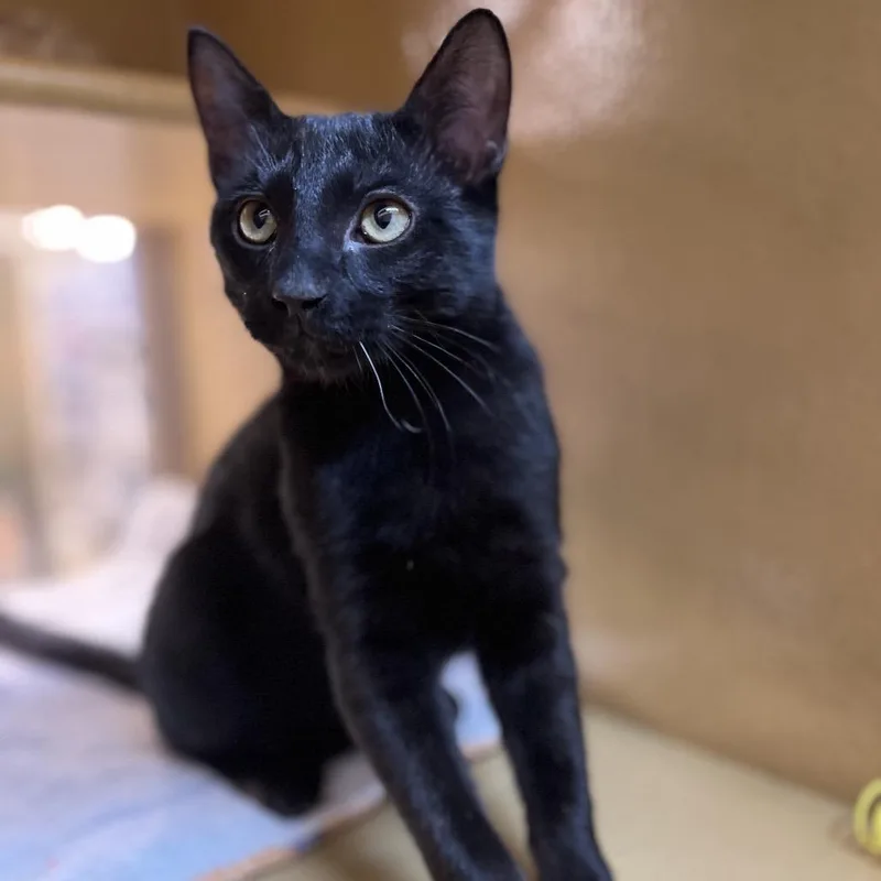 A baby small-sized male Black Domestic Short Hair cat named Baldwin for adoption in Houston, TX