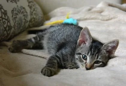 A baby small-sized male Black Domestic Short Hair cat named Elektron for adoption in Annapolis, MD