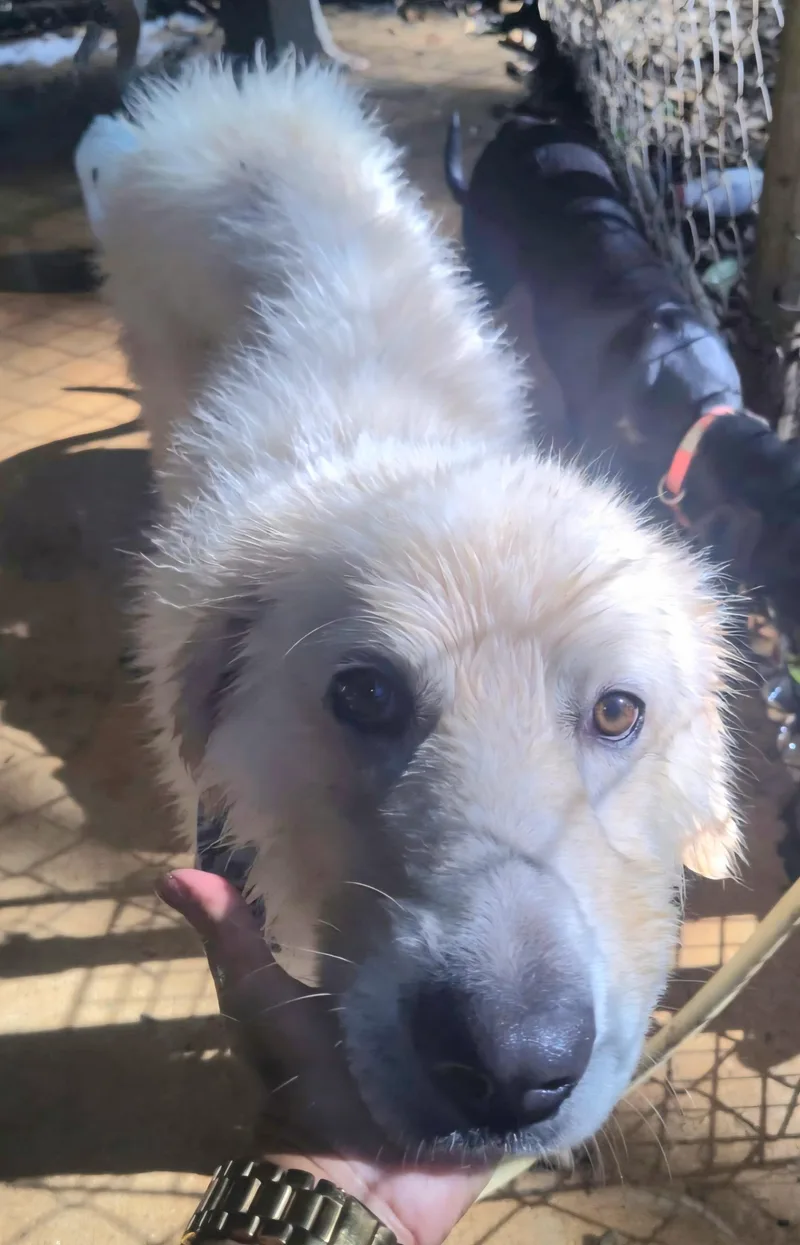 Lennox "super Lovable & thumbnail 2