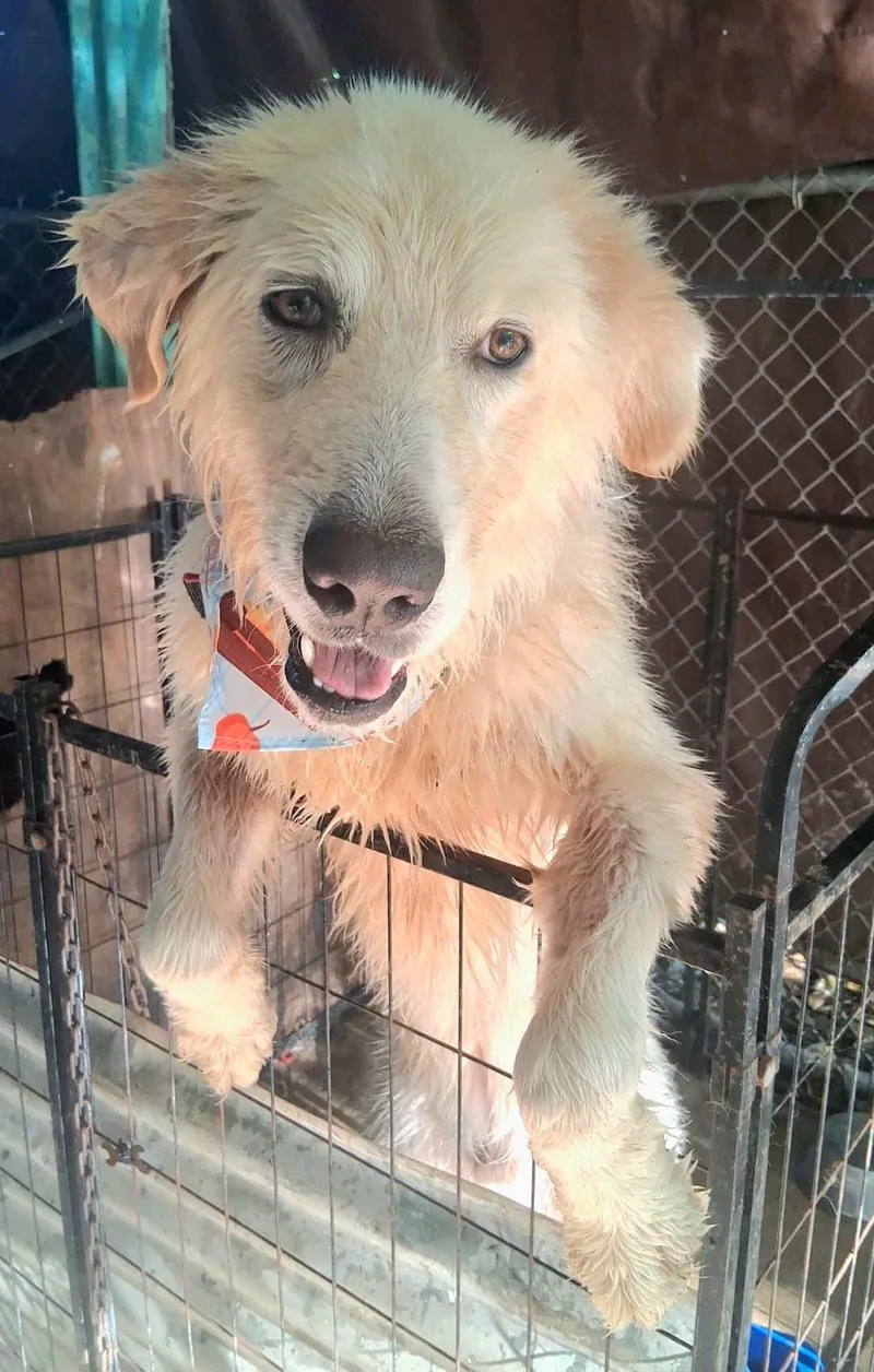 Lennox "super Lovable & thumbnail 3