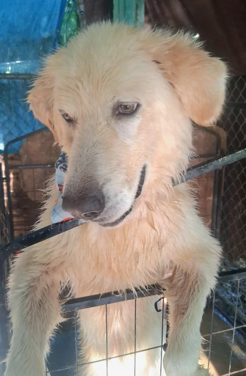 Lennox "super Lovable & thumbnail 5