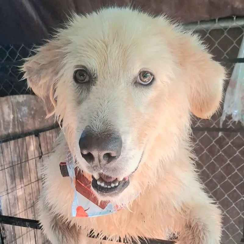 Lennox "super Lovable &