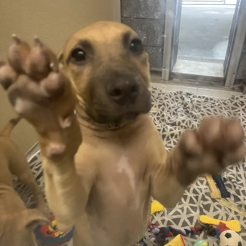 A baby small-sized female Yellow / Tan / Blond / Fawn Shepherd dog named Banana for adoption in Newark, DE