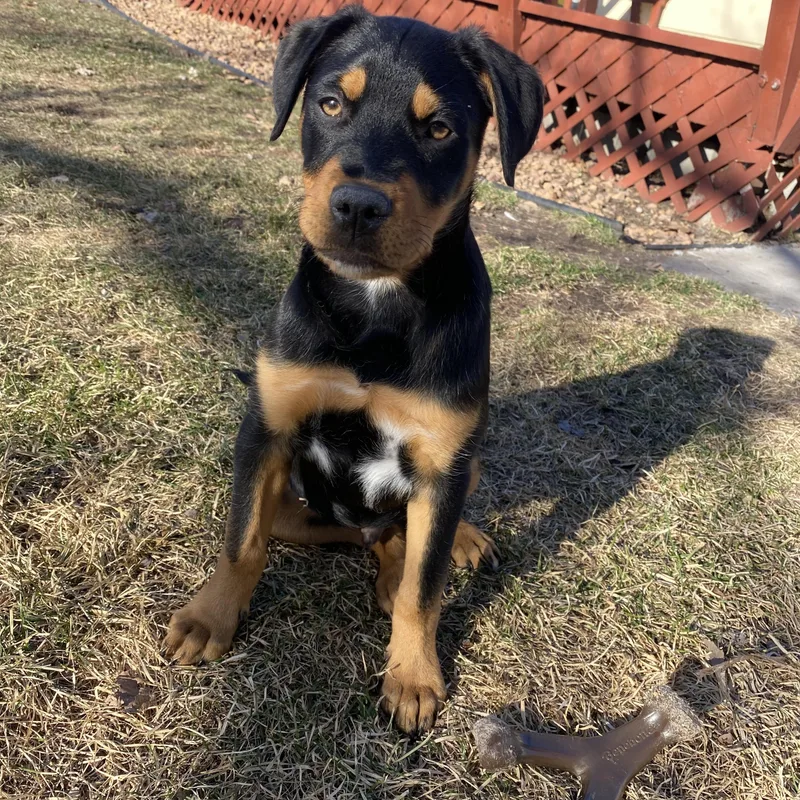 Mick Jager thumbnail 4