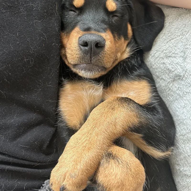 Mick Jager thumbnail 6