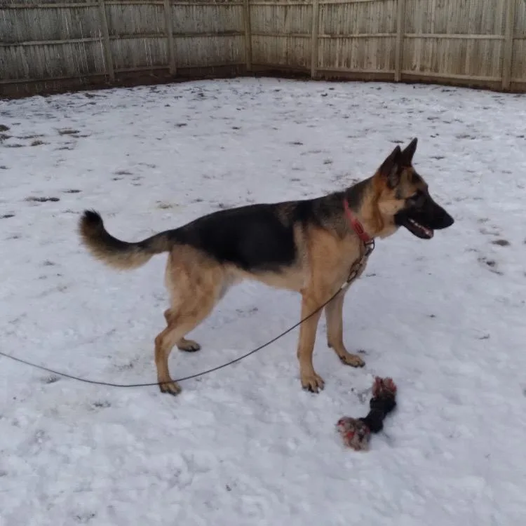 Rocco thumbnail 6