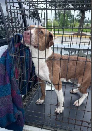 An adult medium-sized female Pit Bull Terrier dog named Cassia for adoption in Conroe, TX