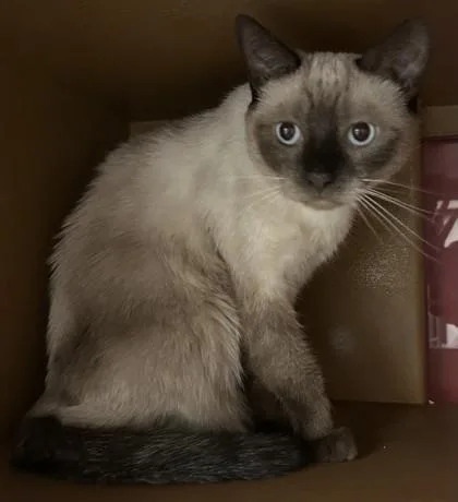 An adult small-sized female Siamese cat named Princess for adoption in Phoenix, AZ