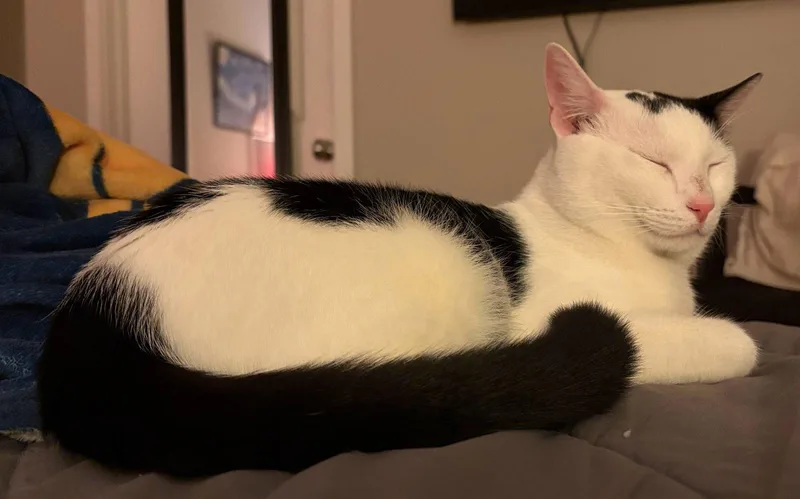 A young medium-sized male Black & White / Tuxedo Domestic Medium Hair cat named Moo for adoption in San Jose, CA