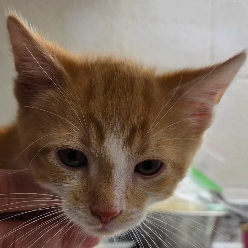 A baby small-sized male Orange / Red Domestic Short Hair cat named Hudson for adoption in Zanesville, OH