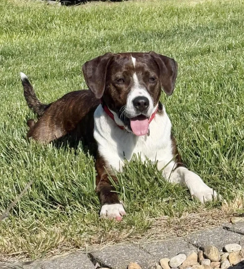 An adult medium-sized female Boxer dog named Jessie for adoption in Godfrey, IL