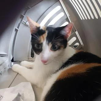 An adult large-sized female White Domestic Short Hair cat named Spot for adoption in Fairport, NY