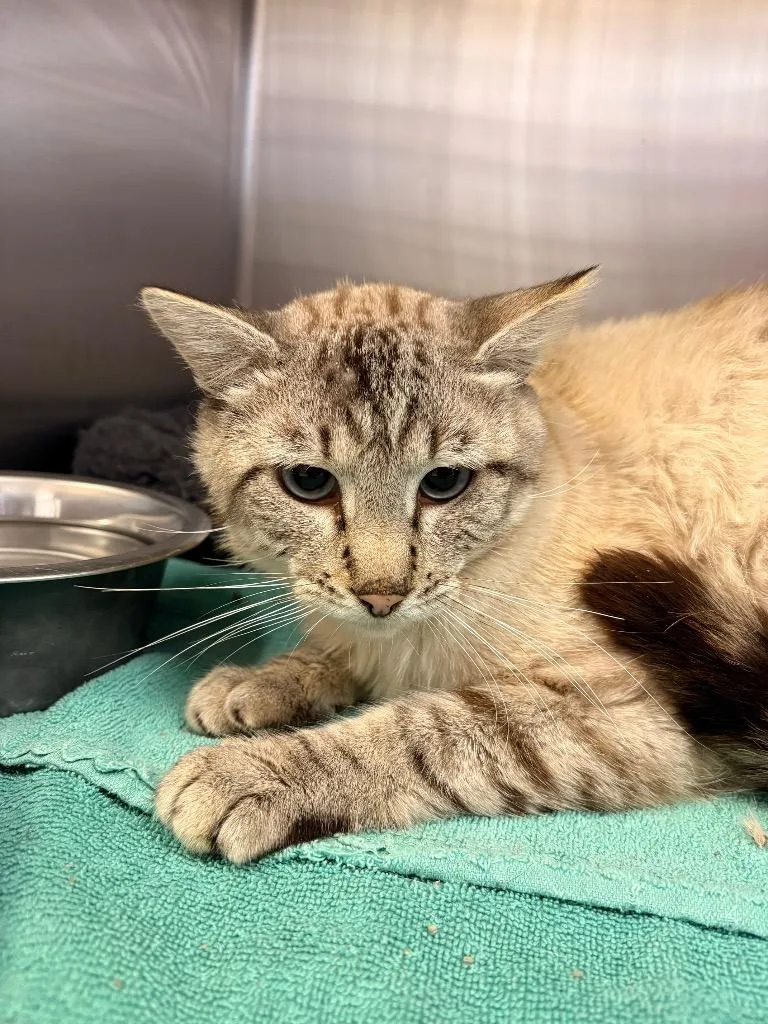 A young medium-sized male Domestic Short Hair cat named Delta for adoption in Heber City, UT